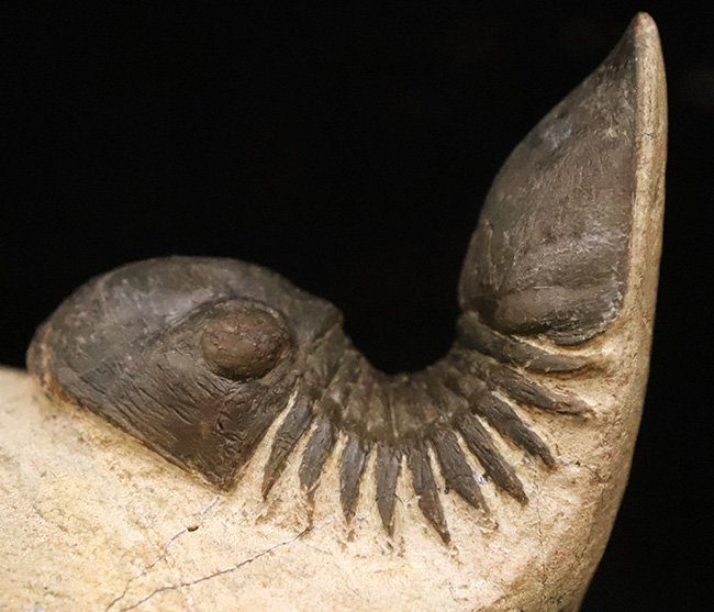 好サイズ、保存状態は極めて良好、個性的なポーズで、コレクターズアイテムと言うにふさわしい、見事なパラレジュルス・ハムラグダディカス（Paralejurus hamlagdadicus）（その1）