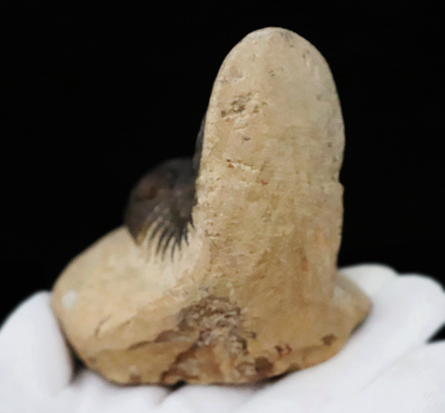 好サイズ、保存状態は極めて良好、個性的なポーズで、コレクターズアイテムと言うにふさわしい、見事なパラレジュルス・ハムラグダディカス（Paralejurus hamlagdadicus）（その10）