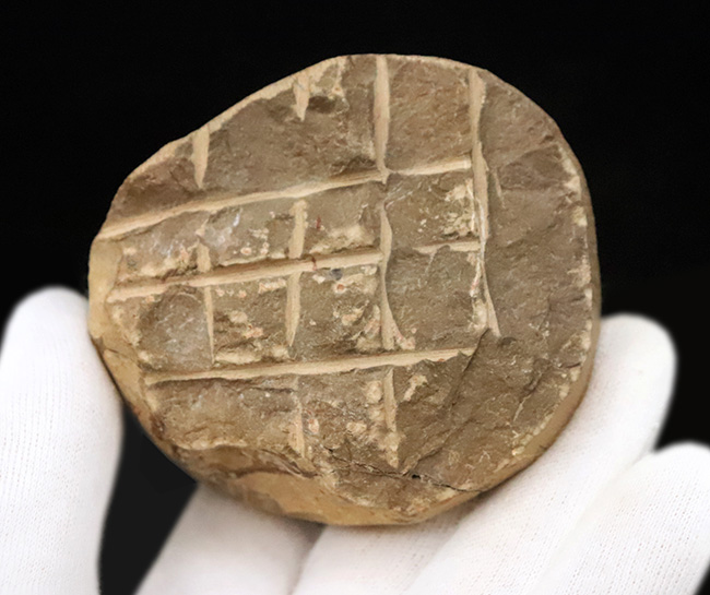 好サイズ、保存状態は極めて良好、個性的なポーズで、コレクターズアイテムと言うにふさわしい、見事なパラレジュルス・ハムラグダディカス（Paralejurus hamlagdadicus）（その11）