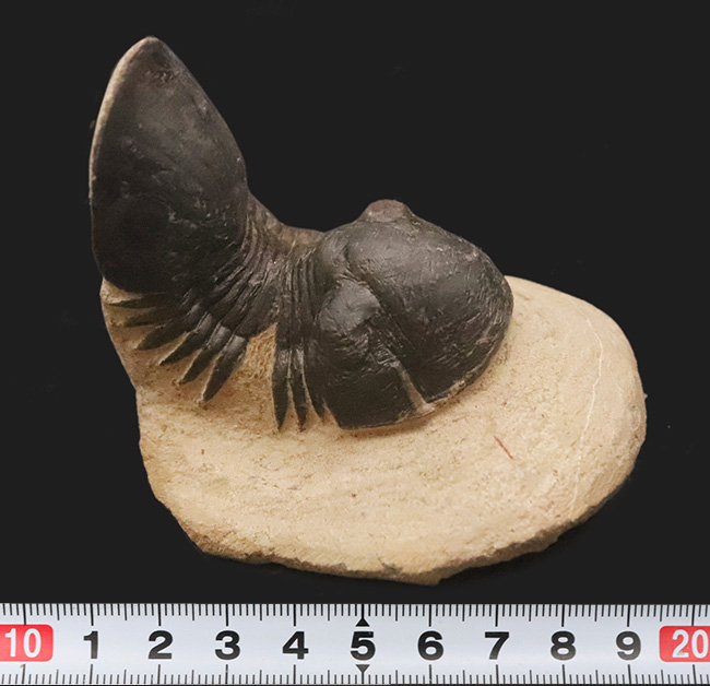 好サイズ、保存状態は極めて良好、個性的なポーズで、コレクターズアイテムと言うにふさわしい、見事なパラレジュルス・ハムラグダディカス（Paralejurus hamlagdadicus）（その12）