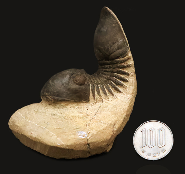 好サイズ、保存状態は極めて良好、個性的なポーズで、コレクターズアイテムと言うにふさわしい、見事なパラレジュルス・ハムラグダディカス（Paralejurus hamlagdadicus）（その13）