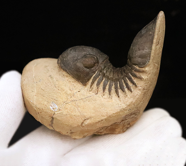 好サイズ、保存状態は極めて良好、個性的なポーズで、コレクターズアイテムと言うにふさわしい、見事なパラレジュルス・ハムラグダディカス（Paralejurus hamlagdadicus）（その2）