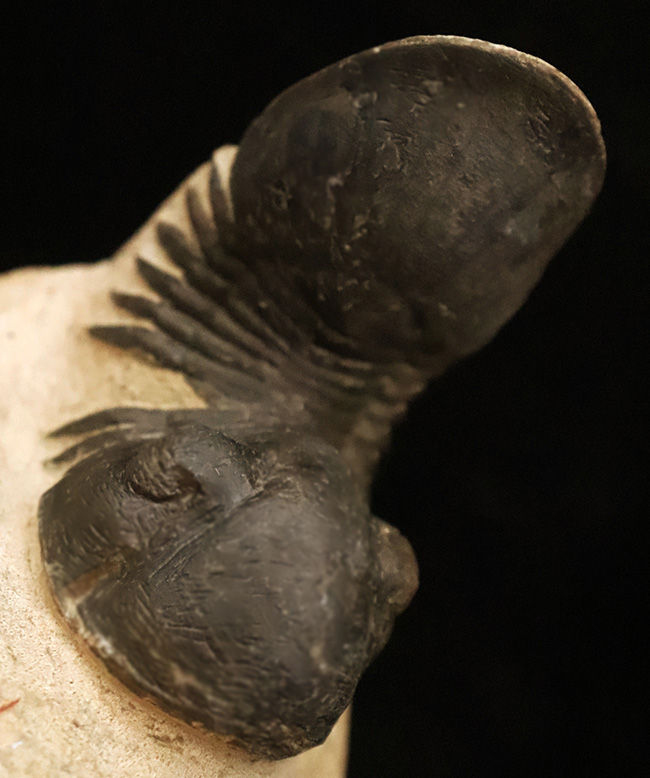 好サイズ、保存状態は極めて良好、個性的なポーズで、コレクターズアイテムと言うにふさわしい、見事なパラレジュルス・ハムラグダディカス（Paralejurus hamlagdadicus）（その3）