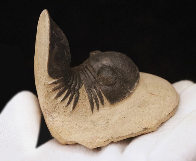 好サイズ、保存状態は極めて良好、個性的なポーズで、コレクターズアイテムと言うにふさわしい、見事なパラレジュルス・ハムラグダディカス（Paralejurus hamlagdadicus）（その4）