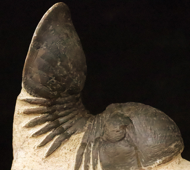 好サイズ、保存状態は極めて良好、個性的なポーズで、コレクターズアイテムと言うにふさわしい、見事なパラレジュルス・ハムラグダディカス（Paralejurus hamlagdadicus）（その5）