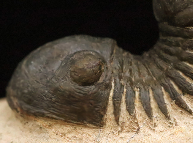 好サイズ、保存状態は極めて良好、個性的なポーズで、コレクターズアイテムと言うにふさわしい、見事なパラレジュルス・ハムラグダディカス（Paralejurus hamlagdadicus）（その7）