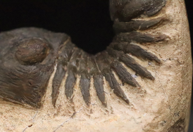 好サイズ、保存状態は極めて良好、個性的なポーズで、コレクターズアイテムと言うにふさわしい、見事なパラレジュルス・ハムラグダディカス（Paralejurus hamlagdadicus）（その8）