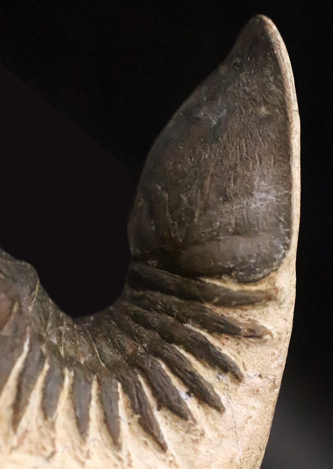 好サイズ、保存状態は極めて良好、個性的なポーズで、コレクターズアイテムと言うにふさわしい、見事なパラレジュルス・ハムラグダディカス（Paralejurus hamlagdadicus）（その9）