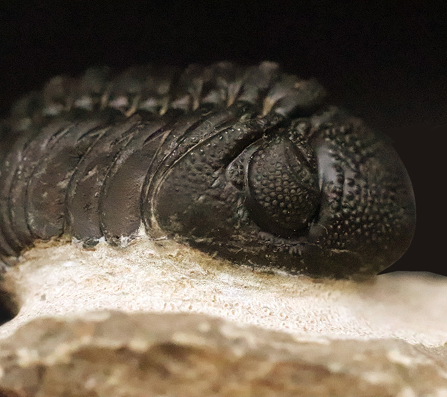 これぞ化石セブンクオリティ！複眼レンズまで完全保存された、ペディノパリオプス（Pedinopariops）の“極上”標本（その1）