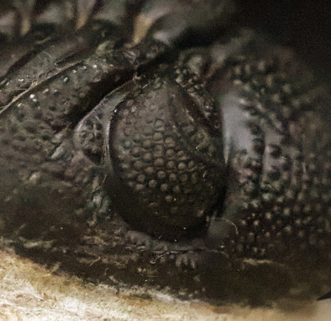 これぞ化石セブンクオリティ！複眼レンズまで完全保存された、ペディノパリオプス（Pedinopariops）の“極上”標本（その10）