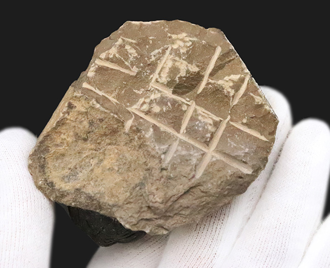 これぞ化石セブンクオリティ！複眼レンズまで完全保存された、ペディノパリオプス（Pedinopariops）の“極上”標本（その11）