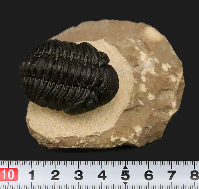 これぞ化石セブンクオリティ！複眼レンズまで完全保存された、ペディノパリオプス（Pedinopariops）の“極上”標本（その12）