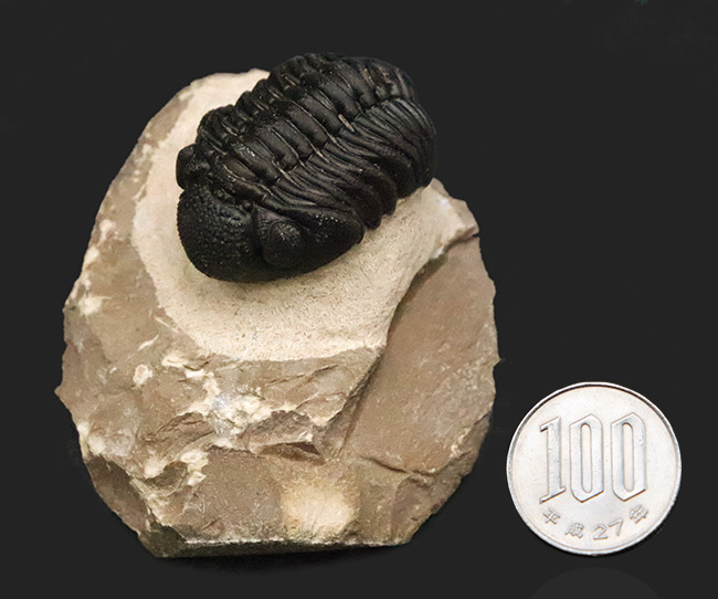 これぞ化石セブンクオリティ！複眼レンズまで完全保存された、ペディノパリオプス（Pedinopariops）の“極上”標本（その13）