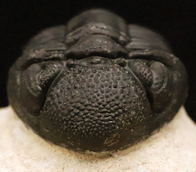 これぞ化石セブンクオリティ！複眼レンズまで完全保存された、ペディノパリオプス（Pedinopariops）の“極上”標本（その2）