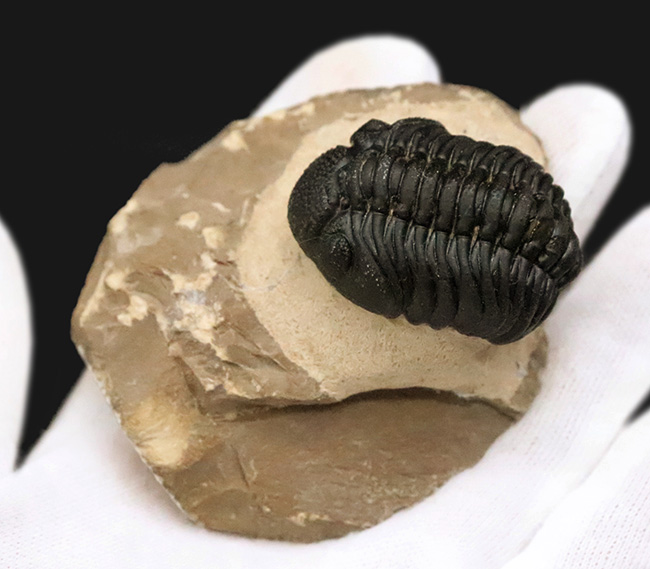 これぞ化石セブンクオリティ！複眼レンズまで完全保存された、ペディノパリオプス（Pedinopariops）の“極上”標本（その3）