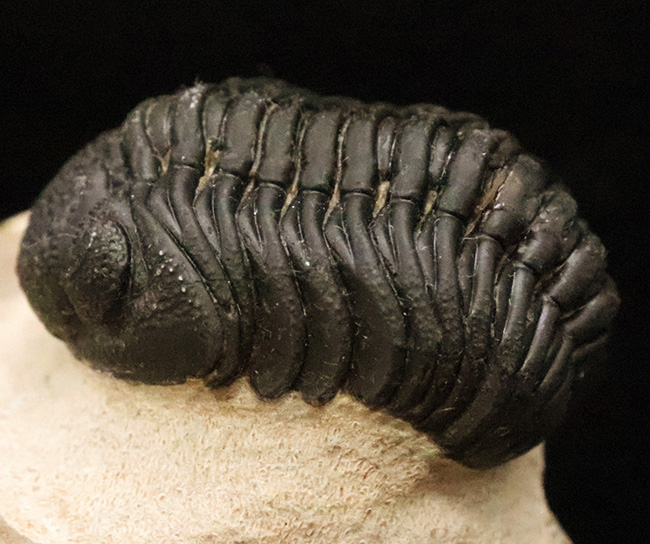 これぞ化石セブンクオリティ！複眼レンズまで完全保存された、ペディノパリオプス（Pedinopariops）の“極上”標本（その4）