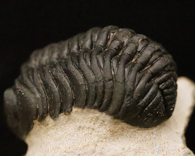 これぞ化石セブンクオリティ！複眼レンズまで完全保存された、ペディノパリオプス（Pedinopariops）の“極上”標本（その5）