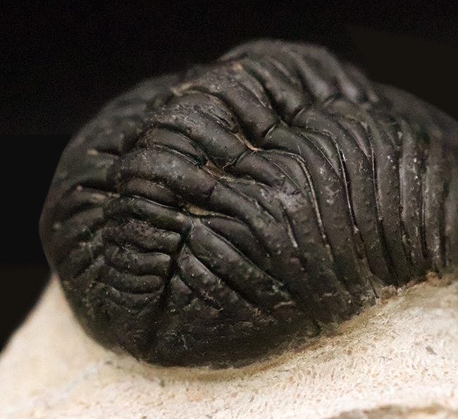 これぞ化石セブンクオリティ！複眼レンズまで完全保存された、ペディノパリオプス（Pedinopariops）の“極上”標本（その6）