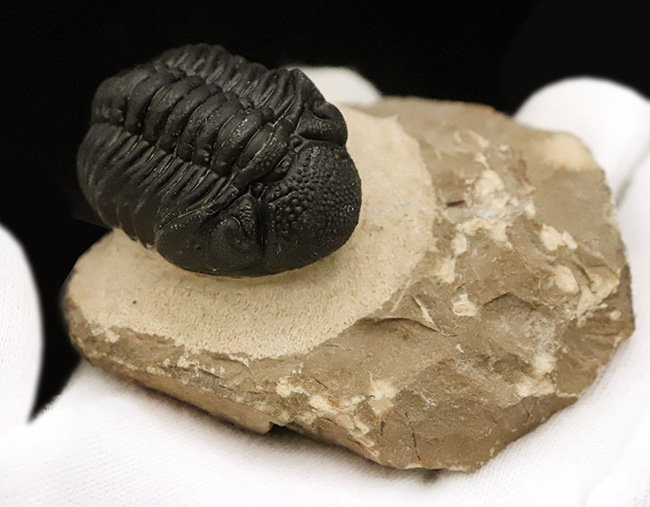 これぞ化石セブンクオリティ！複眼レンズまで完全保存された、ペディノパリオプス（Pedinopariops）の“極上”標本（その7）