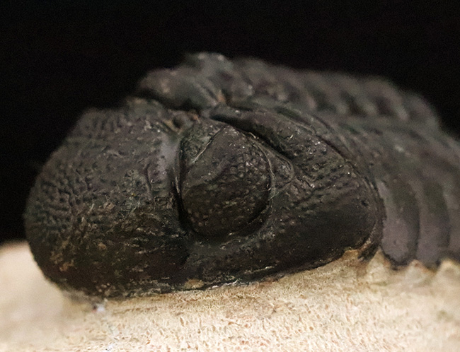 これぞ化石セブンクオリティ！複眼レンズまで完全保存された、ペディノパリオプス（Pedinopariops）の“極上”標本（その8）