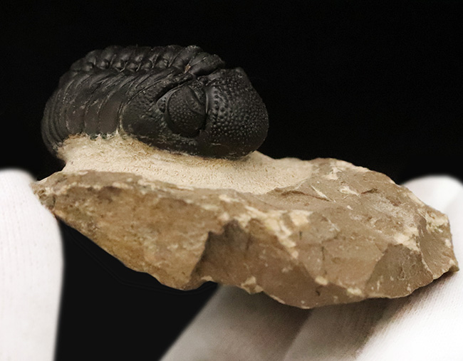 これぞ化石セブンクオリティ！複眼レンズまで完全保存された、ペディノパリオプス（Pedinopariops）の“極上”標本（その9）