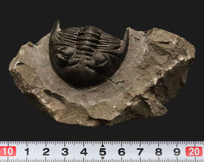 フリル・複眼・頬棘……三大特徴がしっかりと残った、約4億年前の三葉虫ホラルドプス（Hollardops）。造形美が際立つ上質個体（その10）