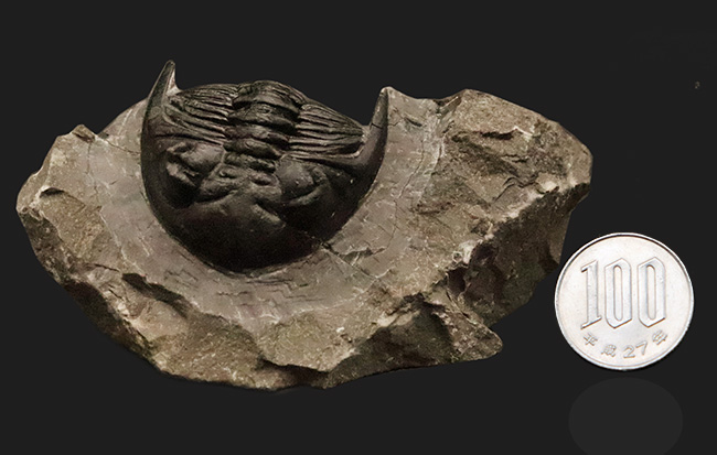 フリル・複眼・頬棘……三大特徴がしっかりと残った、約4億年前の三葉虫ホラルドプス（Hollardops）。造形美が際立つ上質個体（その11）