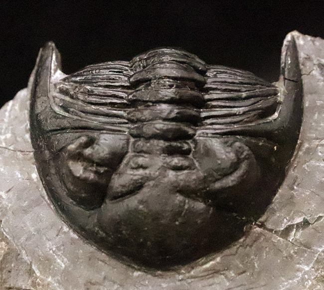 フリル・複眼・頬棘……三大特徴がしっかりと残った、約4億年前の三葉虫ホラルドプス（Hollardops）。造形美が際立つ上質個体（その2）