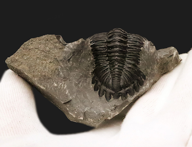 フリル・複眼・頬棘……三大特徴がしっかりと残った、約4億年前の三葉虫ホラルドプス（Hollardops）。造形美が際立つ上質個体（その3）
