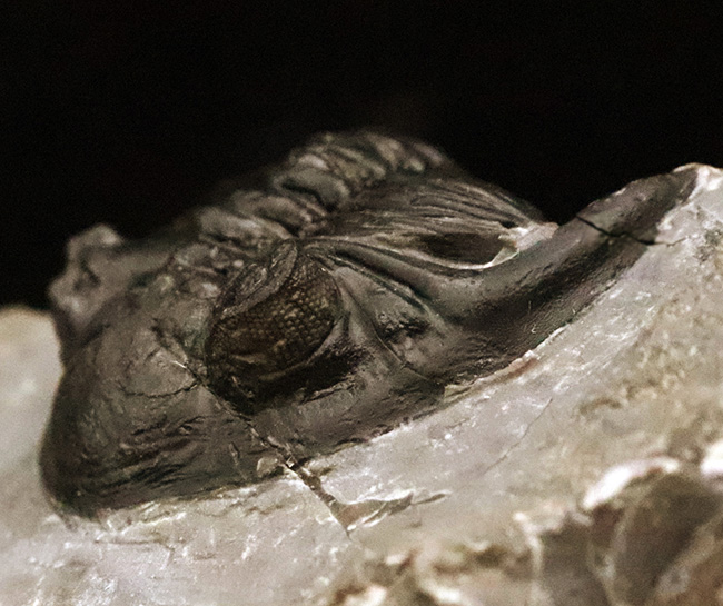 フリル・複眼・頬棘……三大特徴がしっかりと残った、約4億年前の三葉虫ホラルドプス（Hollardops）。造形美が際立つ上質個体（その4）