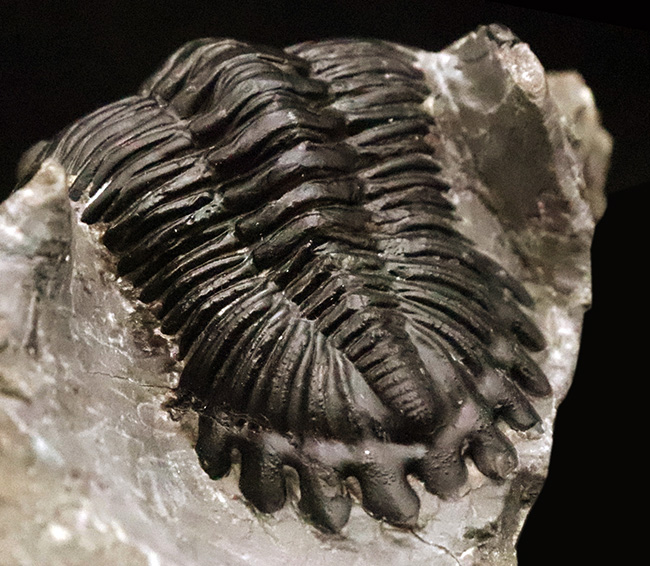 フリル・複眼・頬棘……三大特徴がしっかりと残った、約4億年前の三葉虫ホラルドプス（Hollardops）。造形美が際立つ上質個体（その5）