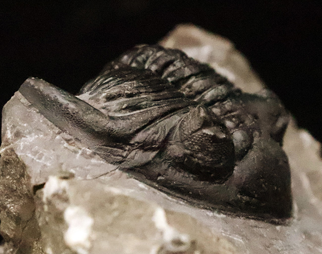 フリル・複眼・頬棘……三大特徴がしっかりと残った、約4億年前の三葉虫ホラルドプス（Hollardops）。造形美が際立つ上質個体（その6）