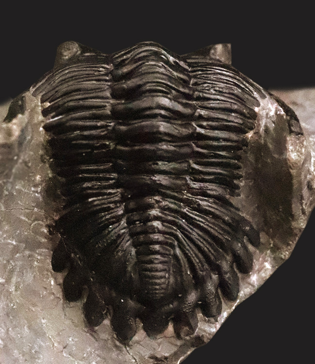 フリル・複眼・頬棘……三大特徴がしっかりと残った、約4億年前の三葉虫ホラルドプス（Hollardops）。造形美が際立つ上質個体（その7）