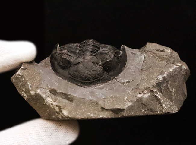 フリル・複眼・頬棘……三大特徴がしっかりと残った、約4億年前の三葉虫ホラルドプス（Hollardops）。造形美が際立つ上質個体（その8）