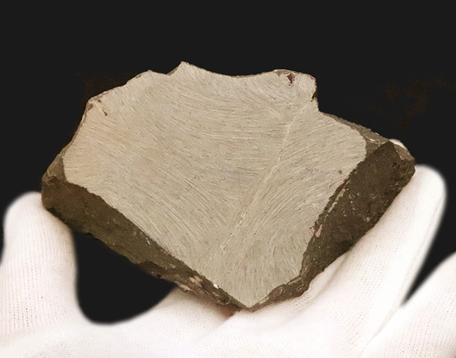 フリル・複眼・頬棘……三大特徴がしっかりと残った、約4億年前の三葉虫ホラルドプス（Hollardops）。造形美が際立つ上質個体（その9）