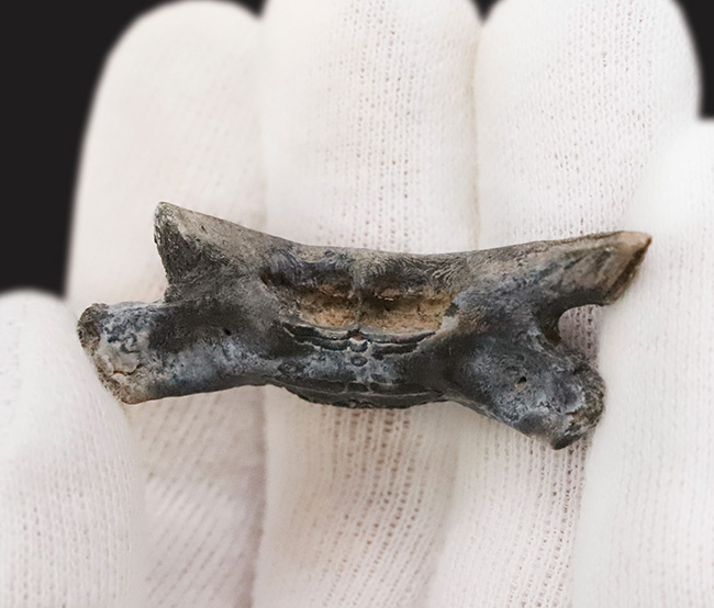 中新世に生息していた古代のハリセンボン、ディオドン(Diodon sp.)のくちばし状の顎骨の化石(その1)