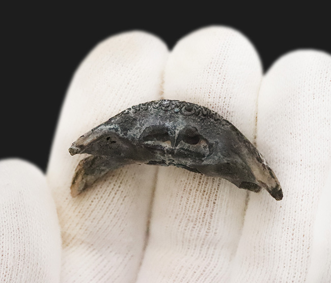 中新世に生息していた古代のハリセンボン、ディオドン(Diodon sp.)のくちばし状の顎骨の化石(その2)
