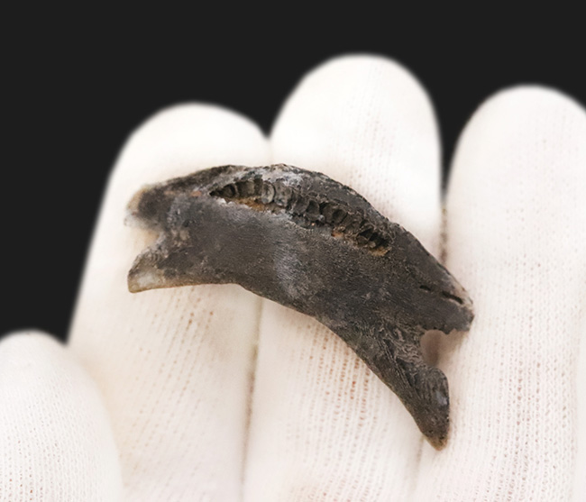中新世に生息していた古代のハリセンボン、ディオドン(Diodon sp.)のくちばし状の顎骨の化石(その3)