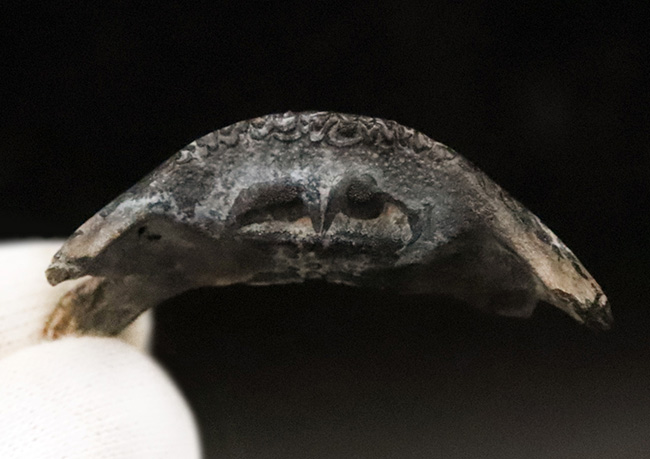中新世に生息していた古代のハリセンボン、ディオドン(Diodon sp.)のくちばし状の顎骨の化石(その4)