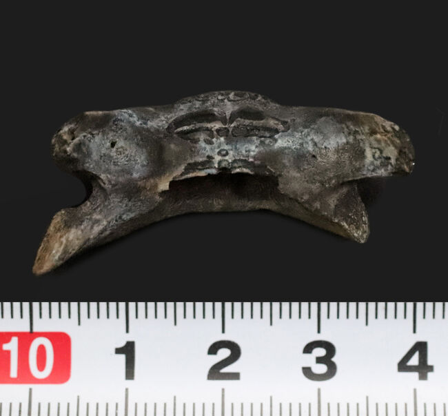 中新世に生息していた古代のハリセンボン、ディオドン(Diodon sp.)のくちばし状の顎骨の化石(その5)