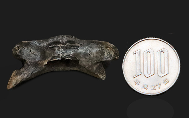 中新世に生息していた古代のハリセンボン、ディオドン(Diodon sp.)のくちばし状の顎骨の化石(その6)