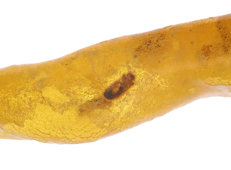 なんと4.6cm級！研磨なしのナチュラル派へ……バルト海産ノンポリッシュ・虫入り琥珀（Amber）（その2）