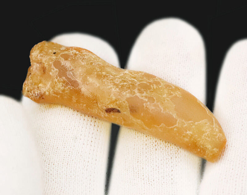 なんと4.6cm級！研磨なしのナチュラル派へ……バルト海産ノンポリッシュ・虫入り琥珀（Amber）（その7）