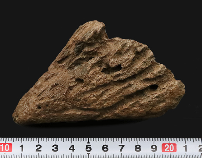 超希少・白亜紀後期の”歩く戦車”。アンキロサウルス（Ankylosaurus）のヘッドスパイク。このサイズ、質感、圧倒的な立体感。コレクターの所有欲を激しく揺さぶる、至極の逸品（その10）