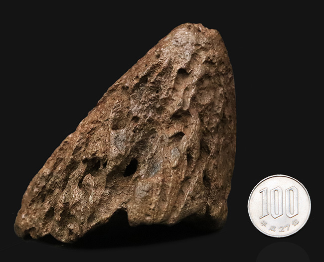 超希少・白亜紀後期の”歩く戦車”。アンキロサウルス（Ankylosaurus）のヘッドスパイク。このサイズ、質感、圧倒的な立体感。コレクターの所有欲を激しく揺さぶる、至極の逸品（その11）