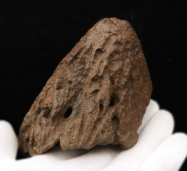 超希少・白亜紀後期の”歩く戦車”。アンキロサウルス（Ankylosaurus）のヘッドスパイク。このサイズ、質感、圧倒的な立体感。コレクターの所有欲を激しく揺さぶる、至極の逸品（その2）