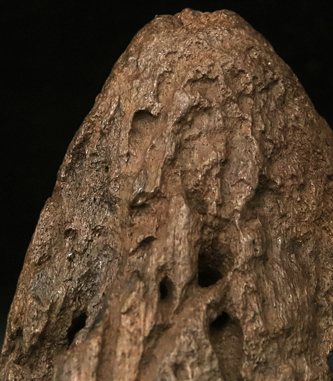 超希少・白亜紀後期の”歩く戦車”。アンキロサウルス（Ankylosaurus）のヘッドスパイク。このサイズ、質感、圧倒的な立体感。コレクターの所有欲を激しく揺さぶる、至極の逸品（その3）