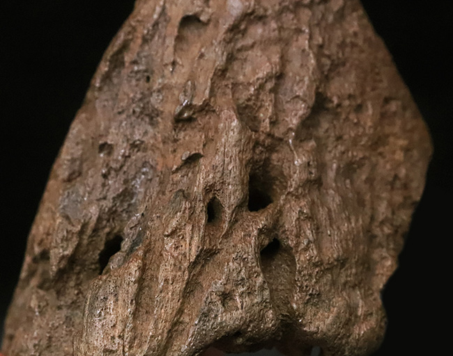 超希少・白亜紀後期の”歩く戦車”。アンキロサウルス（Ankylosaurus）のヘッドスパイク。このサイズ、質感、圧倒的な立体感。コレクターの所有欲を激しく揺さぶる、至極の逸品（その4）