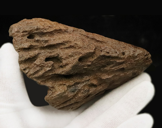超希少・白亜紀後期の”歩く戦車”。アンキロサウルス（Ankylosaurus）のヘッドスパイク。このサイズ、質感、圧倒的な立体感。コレクターの所有欲を激しく揺さぶる、至極の逸品（その5）