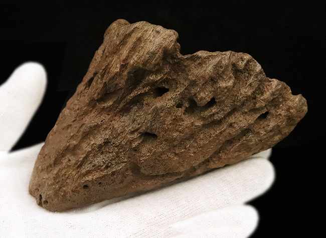 超希少・白亜紀後期の”歩く戦車”。アンキロサウルス（Ankylosaurus）のヘッドスパイク。このサイズ、質感、圧倒的な立体感。コレクターの所有欲を激しく揺さぶる、至極の逸品（その6）